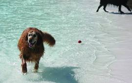 Doggie swimming at Wollman Park for Doggie Splash event