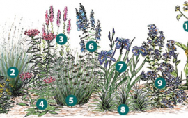 Full Sun Plants