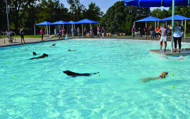 dogs swim in outdoor pool with humans looking in
