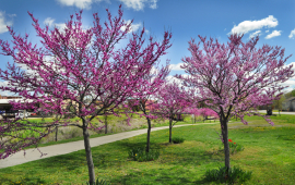 Redbuds in bloom along sidewalk