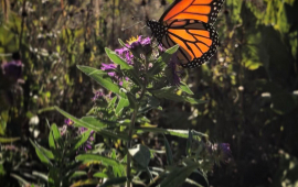 butterfly