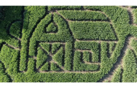 corn maze
