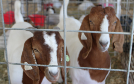 2025 Leavenworth County Fair
