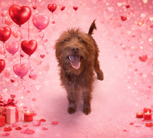 brown dog with long curly hair on a red background with hearts