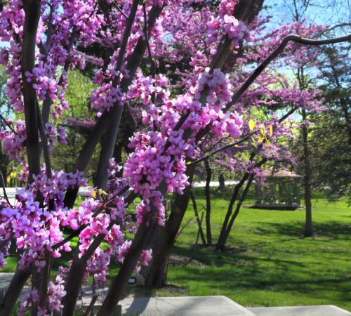 redbud tree in bloom