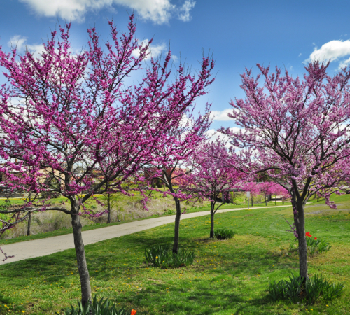 Redbud trees in bloom