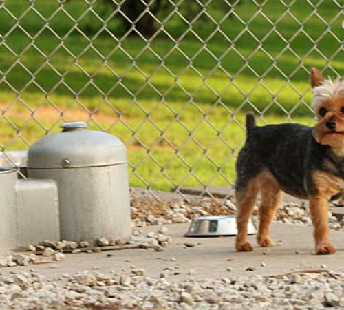 Puppy near the small dog drinking fountain