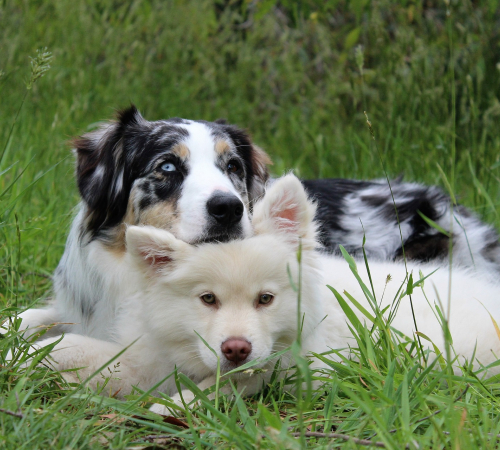 Two dogs laying in the grass