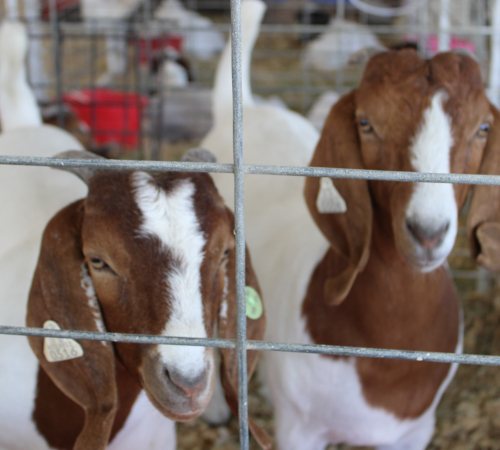 2025 Leavenworth County Fair
