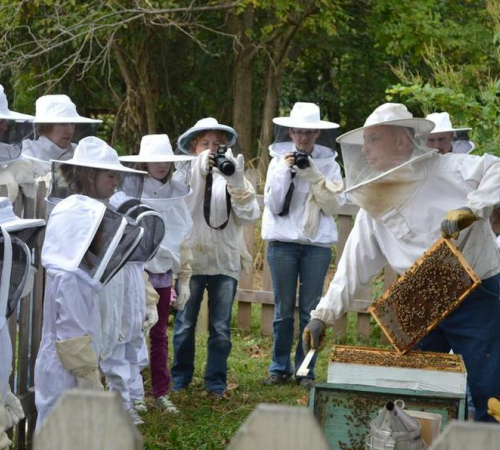 Bee Farm Family Day