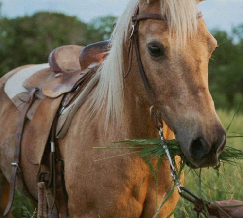 Cowboy Experience