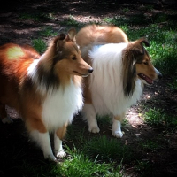 Picture of two Shelties
