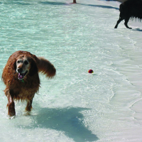 Dogs Swimming Doggie swimming at Wollman Park for Doggie Splash event