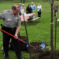 Legacy Tree