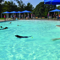 dogs swim in outdoor pool with humans looking in