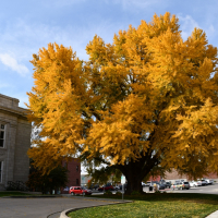 tree in full golden  yellow color behind Leavenworth City Hall