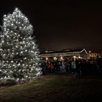 Tree lit with lights at night next to Haymarket Square