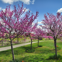Redbuds in bloom along sidewalk