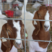 2025 Leavenworth County Fair