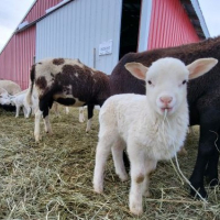 Spring Farm Fest