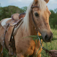 Cowboy Experience