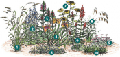 Shade Garden Plants that work best in shade for a rain garden. See list below for common names.