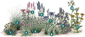 Sun Garden Plants that work best in sun for a rain garden. See list below for common names.
