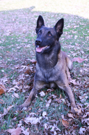 K-9 Ivan K-9 Ivan
