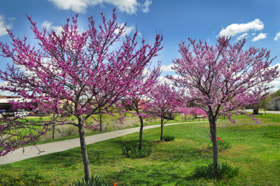 Redbuds in bloom along sidewalk