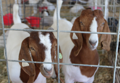 2025 Leavenworth County Fair