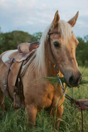 Cowboy Experience