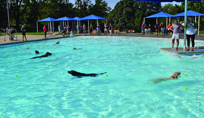 dogs swim in outdoor pool with humans looking in