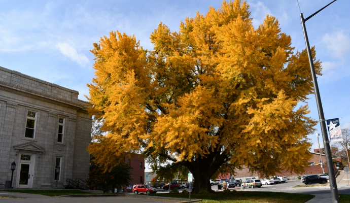 tree in full golden  yellow color behind Leavenworth City Hall